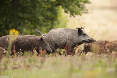 Maui Fauna of the Month: Feral Pigs in Hawaii | Hawaii Pua'a