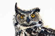 Great horned owl - Wikipedia