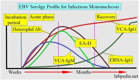 Epstein-Barr virus (EBV) and Infectious mononucleosis