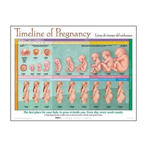 Timeline Of Pregnancy Chart | Pregnancy chart, Happy pregnancy ...