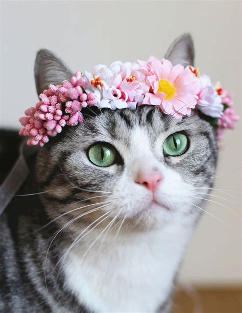 Cat with flower crown | Cats, Cute cats, Pretty cats