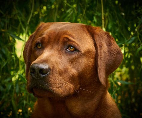 Fox Red Labrador for Stud – Fox Red Labrador for Stud