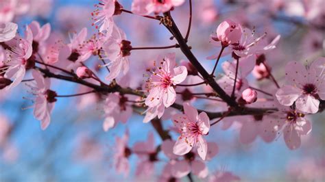 Pink Spring Blossom Season Flowers In Blue Sky Background 4K HD Flowers Wallpapers | HD ...