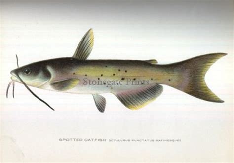 Spotted Catfish - Stonegate Rare Antique Prints