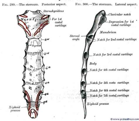 Anatomy Of Sternum And Ribs | MedicineBTG.com