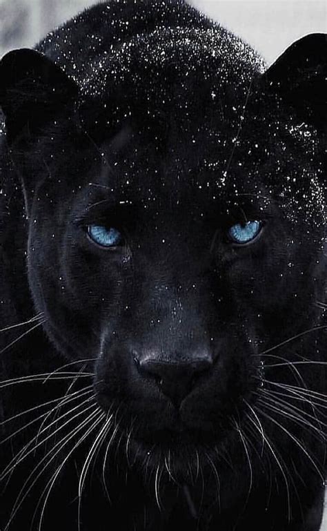 Blue eyes, black, panther, HD phone wallpaper | Peakpx