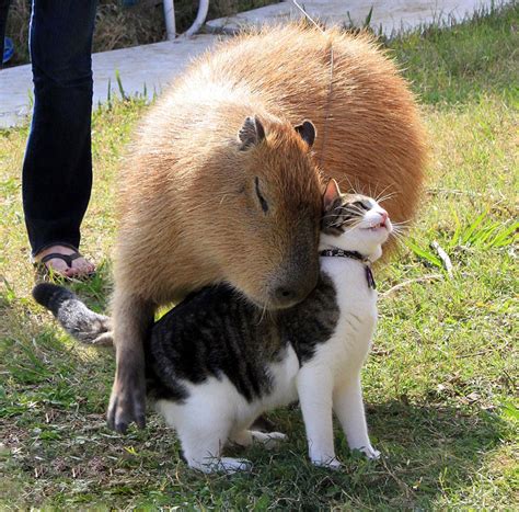 Capybara Appreciation Day – Hey, Look! A Writer Fellow!