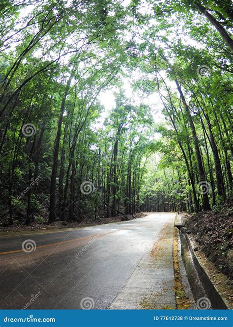 Winding road in a forest stock photo. Image of countryside - 77612738