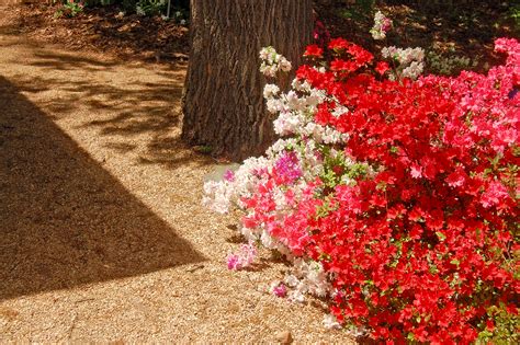 Azalea Gardens at the U.S. National Arboretum Review - Grading Gardens