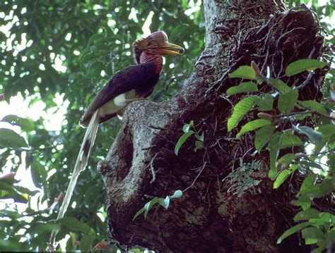 Helmeted Hornbill | IUCN Hornbill Specialist Group