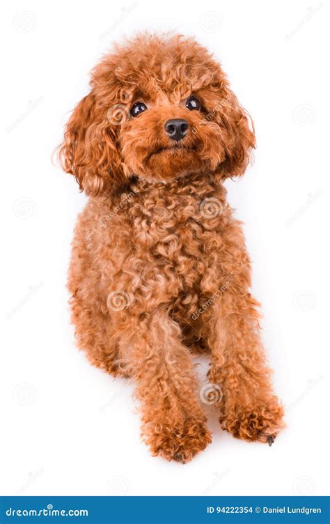 Mini Toy Poodle with Golden Brown Fur on a White Background Stock Photo ...