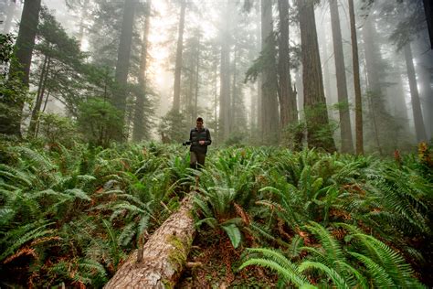 Redwood in Winter (Everything You Need to Know + Photos)