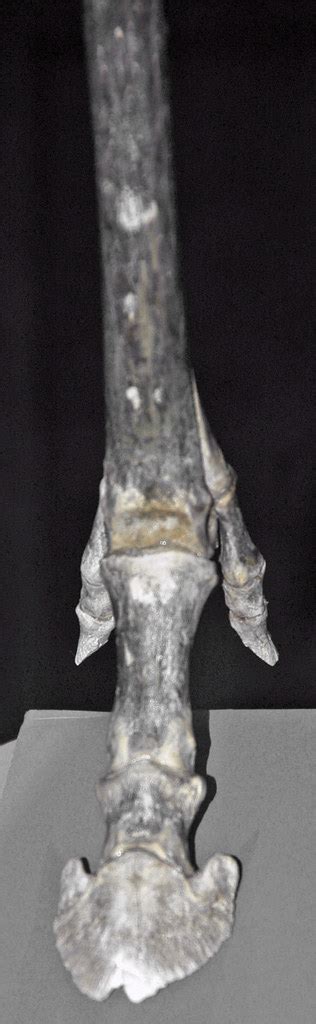 Pseudhipparion gratum (small three-toed horse) foot bones … | Flickr