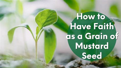 How to Have Faith as a Grain of Mustard Seed: 8 Practical Things You Can Do