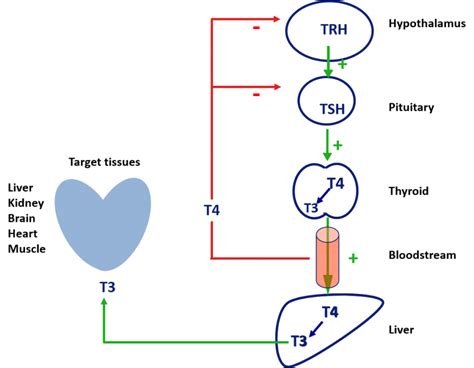 Conversion of T4 to T3 Thyroid Hormone – lifestyleCHOICE