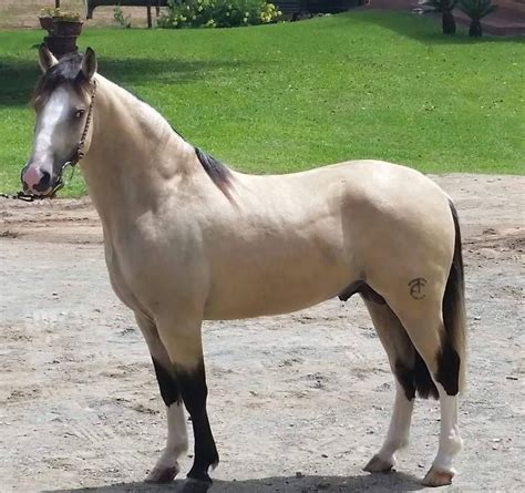 Bayo claro cabos negros malacara y trabado de la mano del lazo | Horses, Horse beautiful, Cute ...