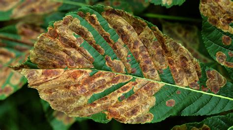 Common symptoms of tree pests & diseases - Woodland Trust - Woodland Trust