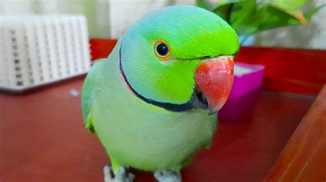 Mitthu Talking Parrot The Professor Of Talking Parrot Family | Mitthu ...