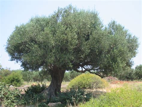 Crete: gigantic olive tree Photo from Potamos in Heraklion | Greece.com