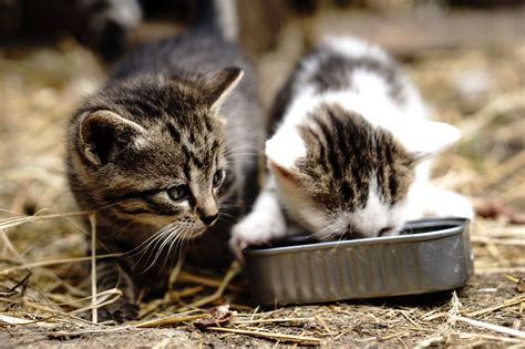 What You Need to Know About Cat and Dog Food - EcoWatch