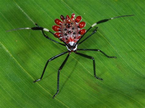 Tropical Rainforest: Insects In The Tropical Rainforest