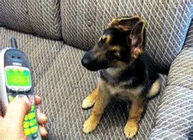 Confused Dog GIF - Find & Share on GIPHY