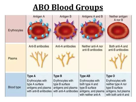 PPT - ABO Blood Groups PowerPoint Presentation - ID:2847004