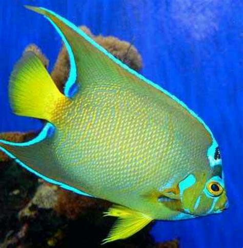 7 best Exotic Saltwater Fish images on Pinterest | Tropical fish, Exotic fish and Saltwater aquarium