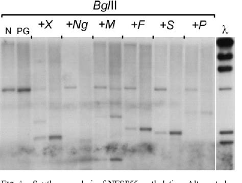 Guanine Nucleotide Binding Protein G(s) Subunit Alpha Isoforms XLas ...