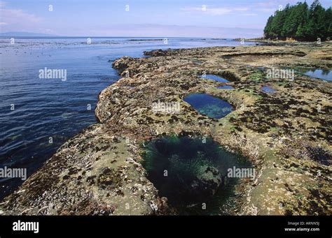 tide pools, Juan de Fuca Provincial Park, British Columbia, Canada Stock Photo - Alamy