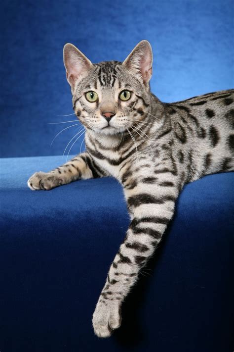 36 best images about Silver Bengal Cats on Pinterest | Tabby cats, Cats ...