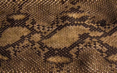 Snake Skin iPhone Wallpapers - Top Free Snake Skin iPhone Backgrounds ...