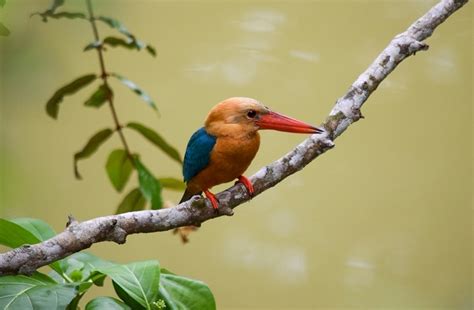 Wildlife of Sabah, Borneo