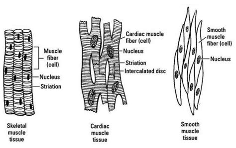 Muscular Tissue: Properties, Types, Structure and Functions