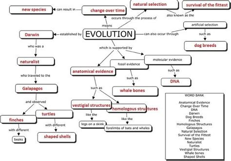 Evolution concept map | Evolution concept map, Concept map, Theory of evolution