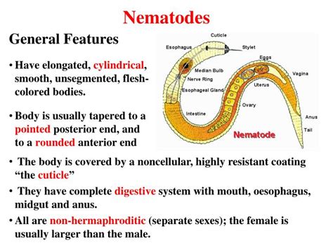 PPT - Nematodes PowerPoint Presentation, free download - ID:5641764