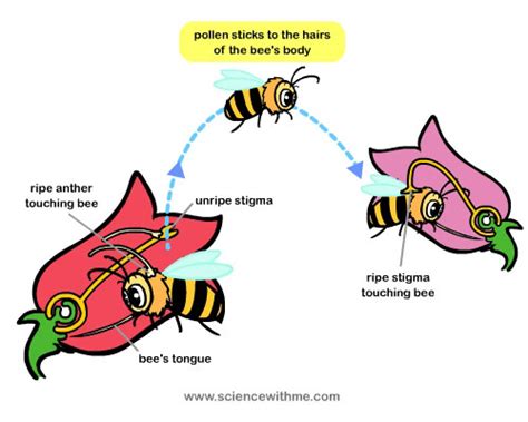 Science With Me - Learn about Pollination