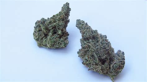 Member Berry Strain Review | Westword