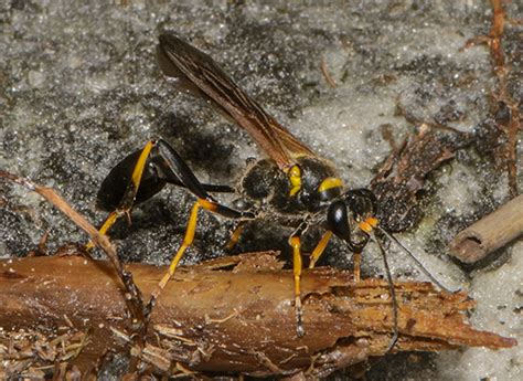 Sphecidae ID request - Sceliphron caementarium - BugGuide.Net