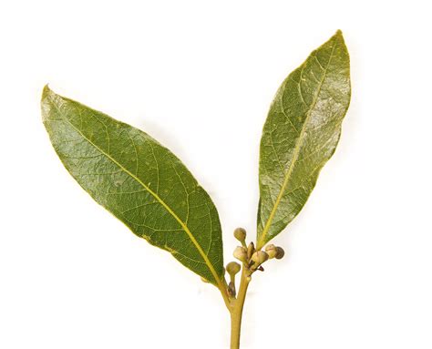 File:Bay leaf pair443.jpg - Wikipedia