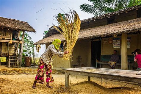 Royalty Free Threshing Wheat Pictures, Images and Stock Photos - iStock