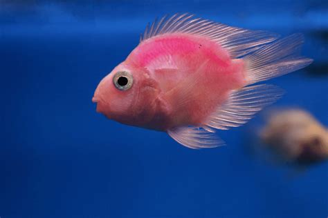 200+ Catchy Pink Fish Names Ideas + Generator 2024