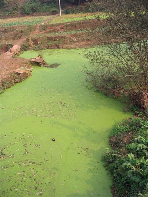 Water bloom | Algal Blooms, Eutrophication & Nutrient Pollution ...