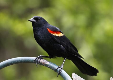 Red-winged Blackbird (male) | BirdForum