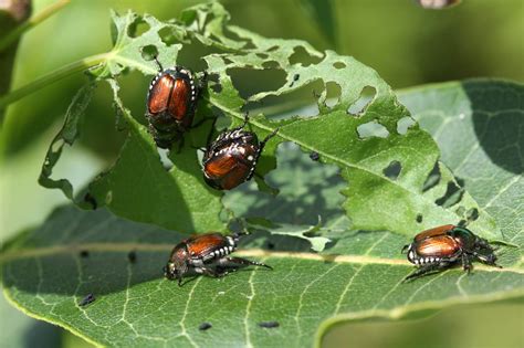 22 Ways To Combat Garden Pests Naturally - Farmers' Almanac