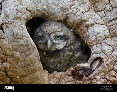 Baby Little Owl looking out of nest, portrait Stock Photo - Alamy