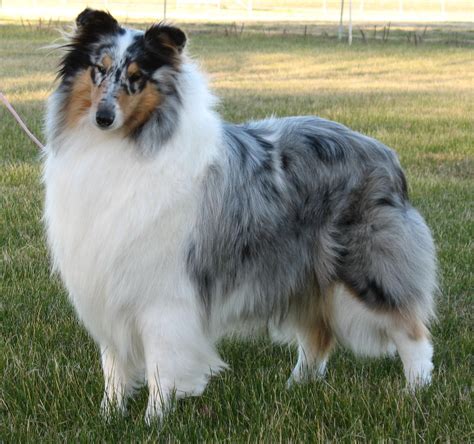 Blue merle rough collie. | Rough collie, Collie, Dog breeds