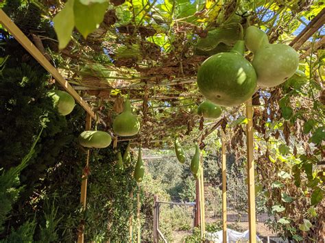 The Hanging Gourd Garden Right Now | Sage's Acre Organic Home & Gardens