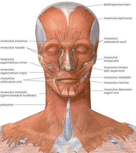 musculus orbicularis oris – Store medisinske leksikon