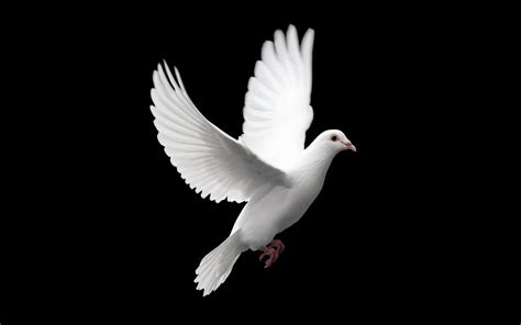 🔥 [40+] Songbird Dove Wallpapers | WallpaperSafari